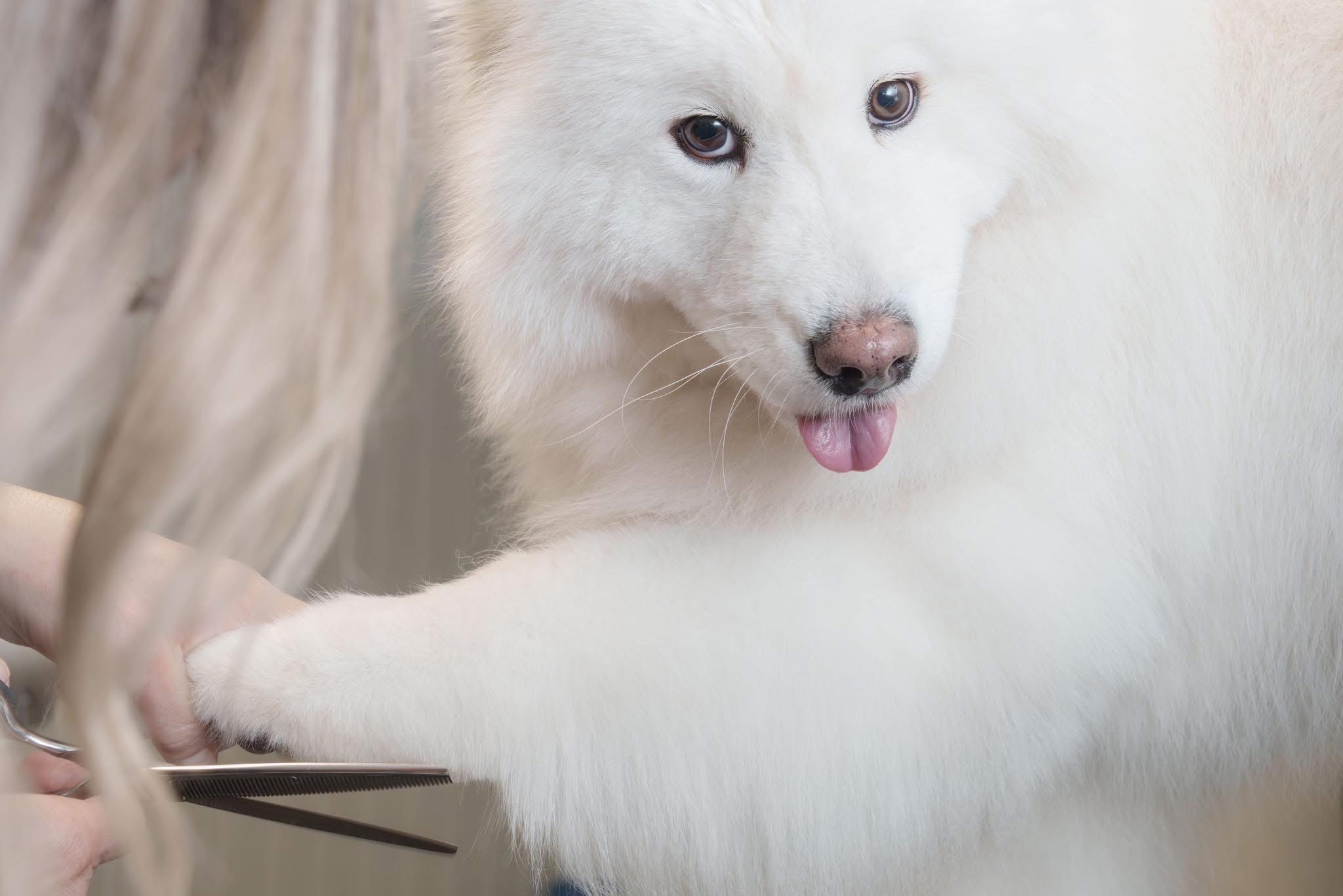De vacht van een witte hond wordt zorgvuldig bijgeknipt