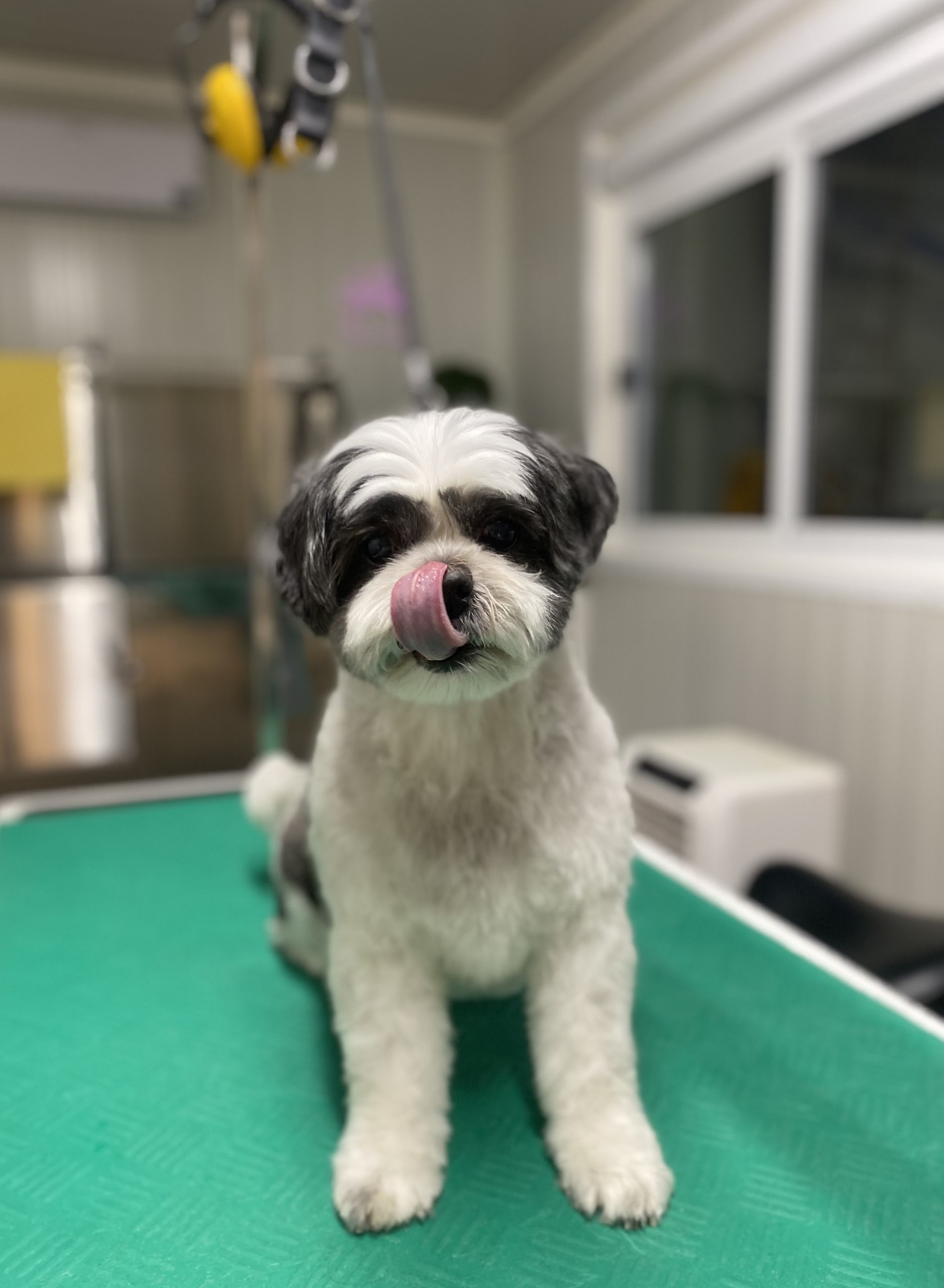 Zwart-witte hond met verzorgde vacht op de groene trimtafel