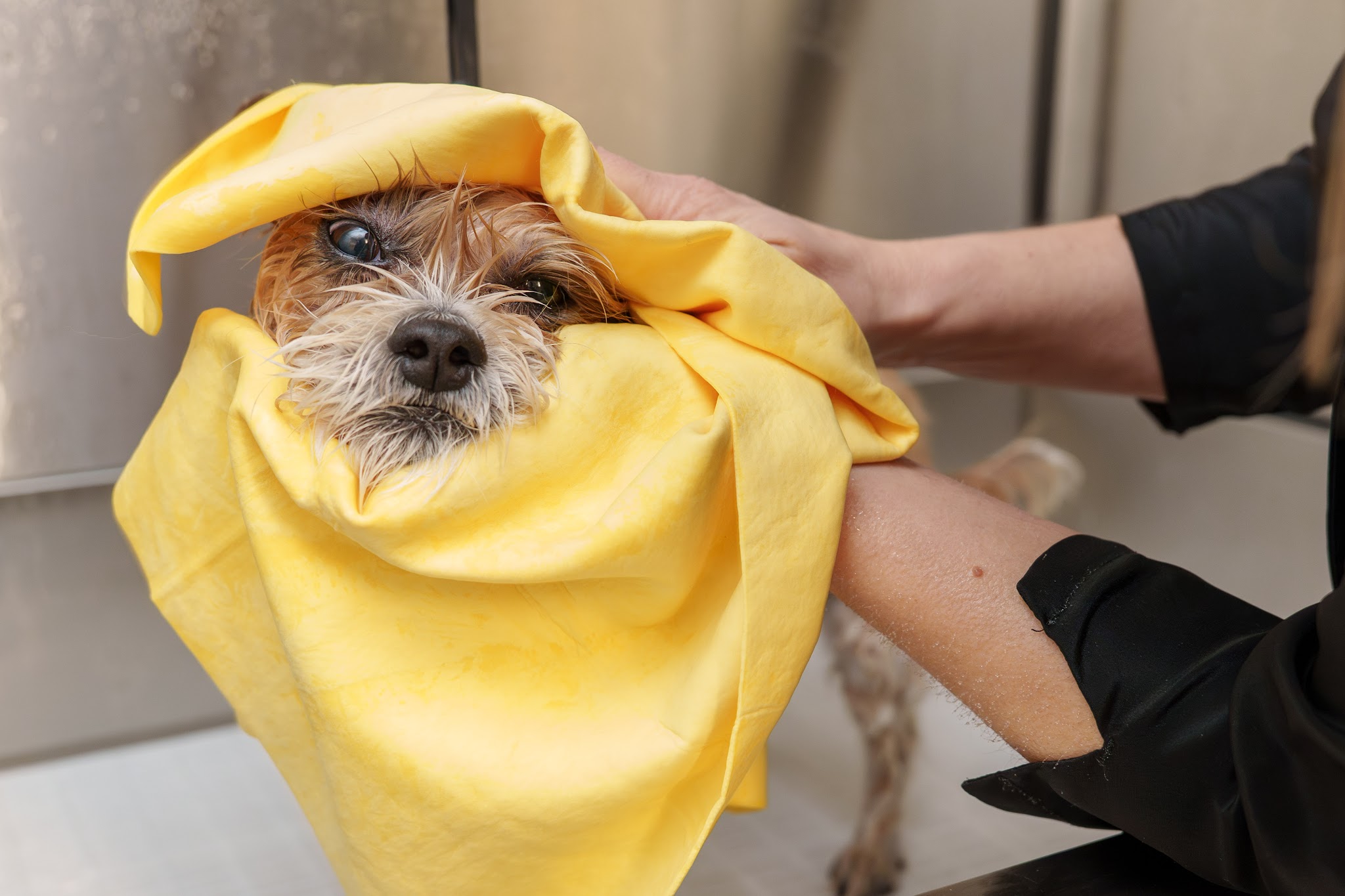 Kleine hond gewikkeld in een gele handdoek na het wassen