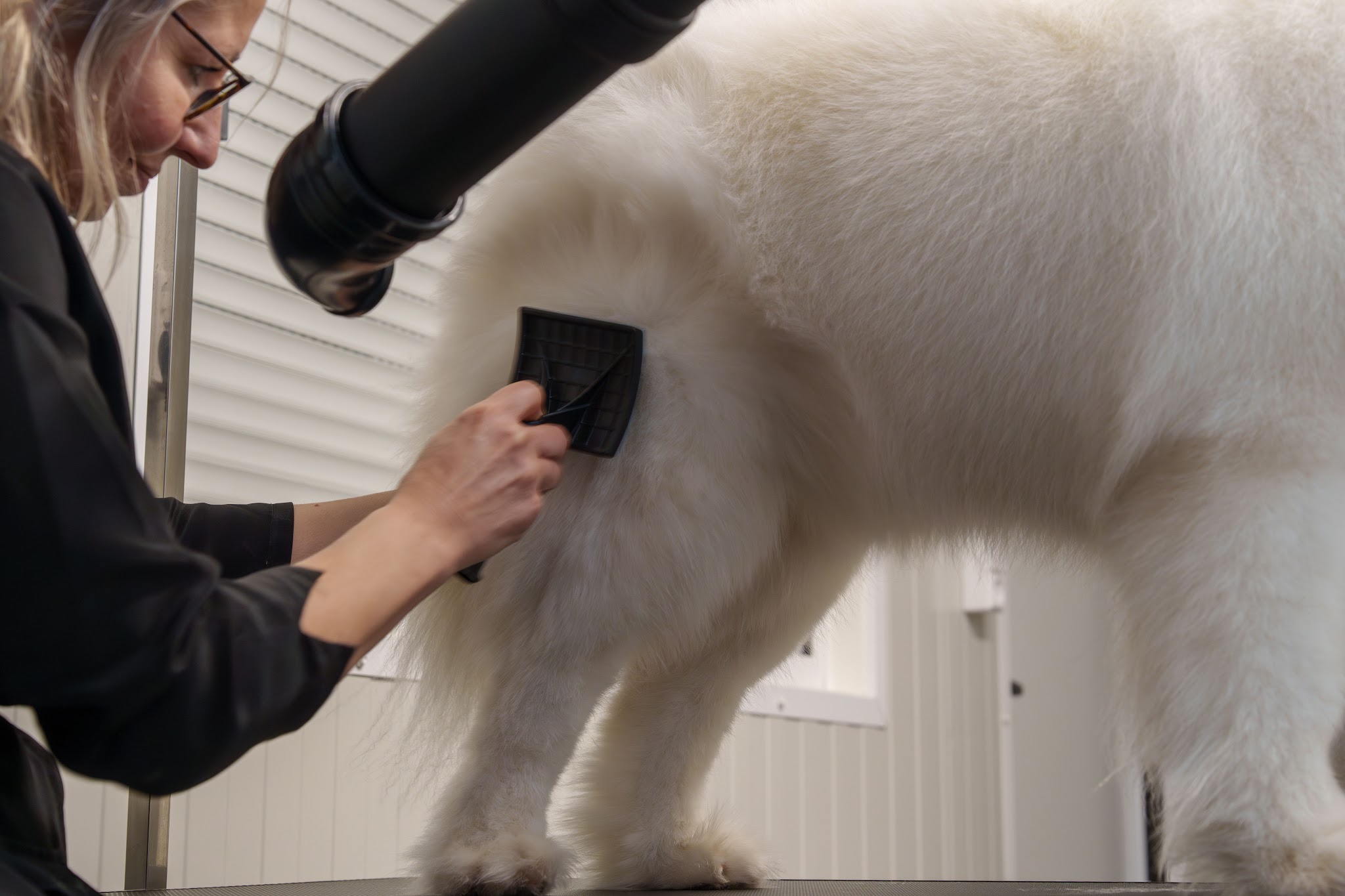Een witte hond wordt in de salon geborsteld en drooggeföhnd